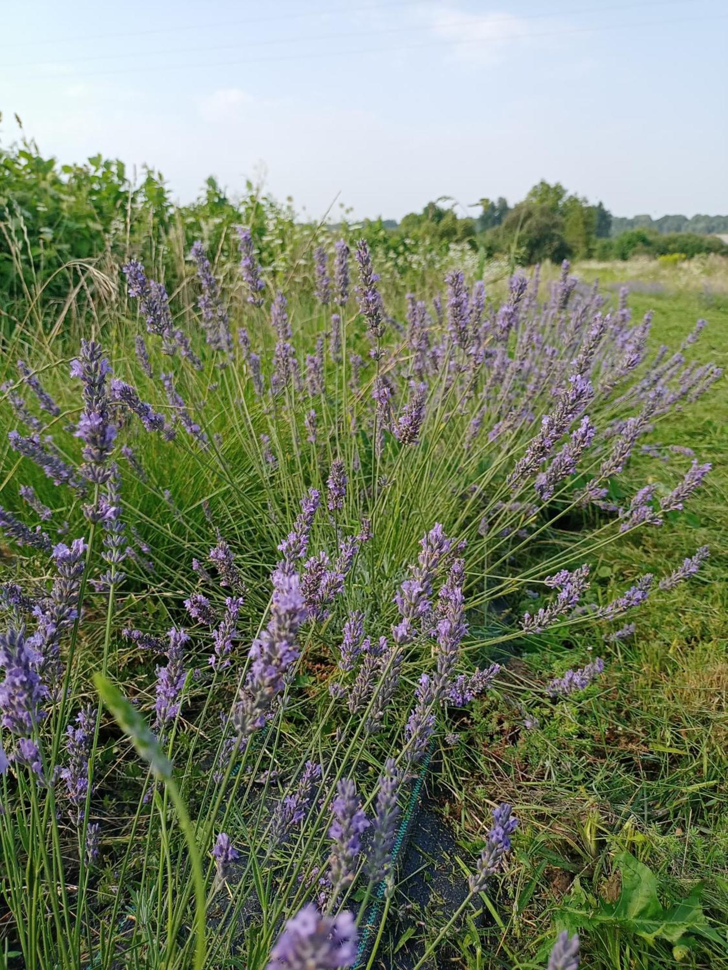 Agroturystyka "Pod Bluszczem" Krasnobród Dış mekan fotoğraf